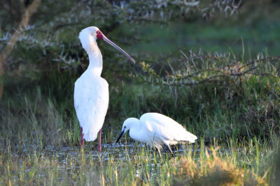 Spatule d'Afrique et Aigrette garzette = African Spoonbill and Little Egret