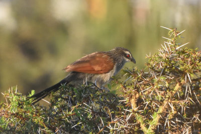 Coucal  sourcils blancs - White-browed Coucal