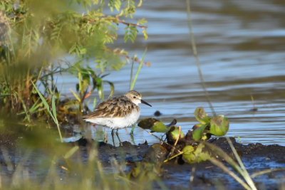 Bécasseau minute - Little Stint