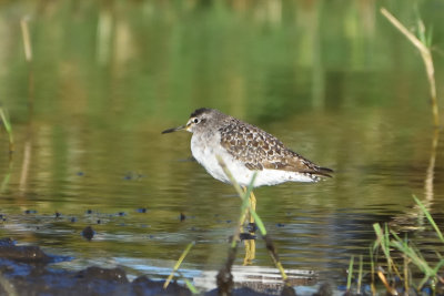 Chevalier sylvain - Wood Sandpiper