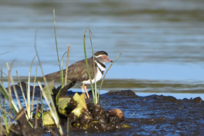 Pluvier  triple collier - Three-banded Plover