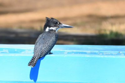 Martin-pcheur gant - Giant Kingfisher