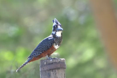 Martin-pcheur gant - Giant Kingfisher