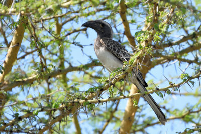 Calao  bec noir - African Gray Hornbill