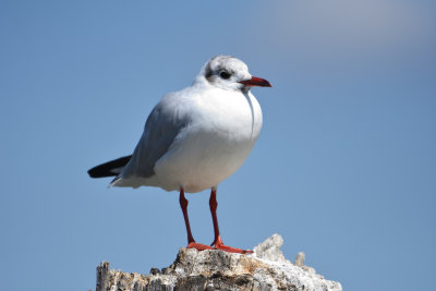 Mouette  tte grise - Gray-headed Gull