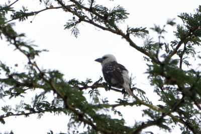 Barbican  tte blanche - White-headed Barbet