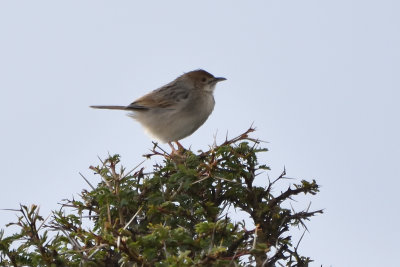 Cisticole du Nil - Winding Cisticola