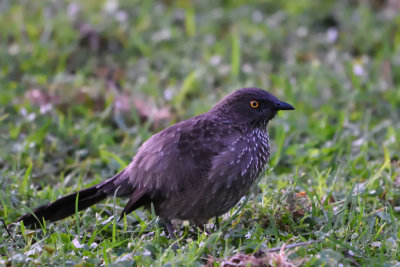 Cratrope flch, Arrow-marked Babbler