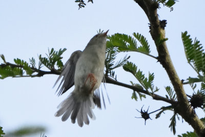 Phyllolas  ventre fauve, Buff-bellied Warbler