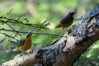 Cossyphe de Rüppell - Rüppell's Robin-Chat