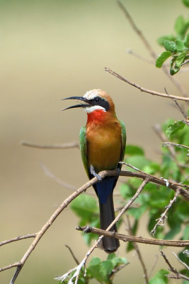 Guêpier à front blanc - White-fronted Bee-eater