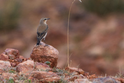 Traquet Isabelle - Isabelline Wheatear