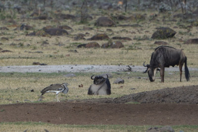 Gnou bleu et Outarde de Kori - Blue Wilderbeast and Kori Bustard