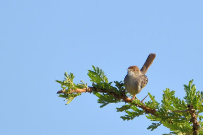 Cisticole grinante - Rattling Cisticola