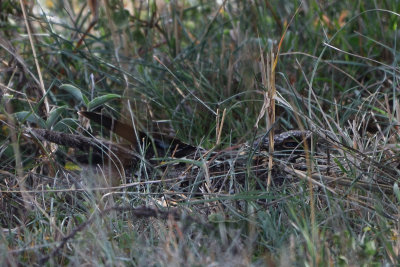 Engoulevent d'Abyssinie - Abyssinian Nightjar