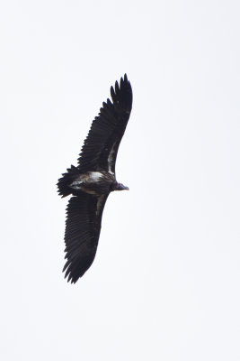 Vautour orico - Lappet-faced Vulture