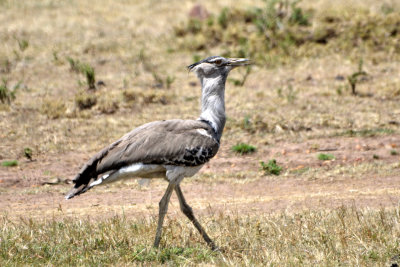 Outarde de Kori - Kori Bustard