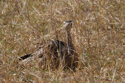 Outarde du Sngal, White-bellied Bustard