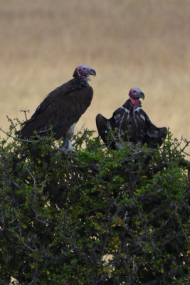 Vautour orico - Lappet-faced Vulture