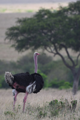 Autruche d'Afrique - Common Ostrich