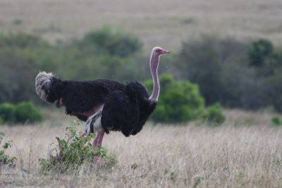 Autruche d'Afrique - Common Ostrich