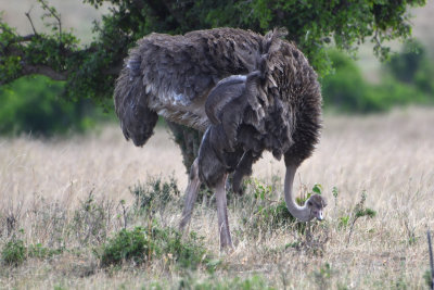 Autruche d'Afrique - Common Ostrich