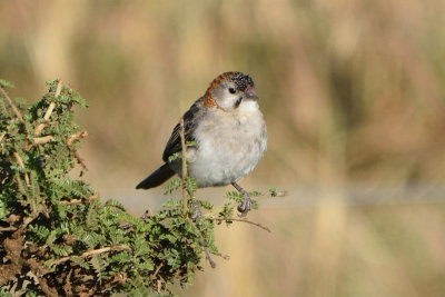 Sporopipe quadrill - Speckle-fronted Weaver