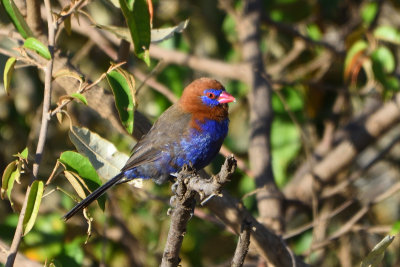 Cordonbleu violac - Purple Grenadier