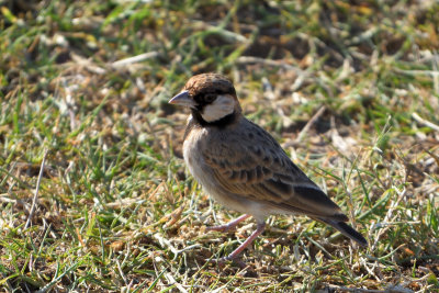 Moinelette de Fischer - Fischer's Sparrowlark