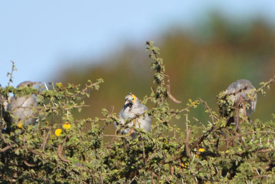 tourneau caroncul - Wattled Starling