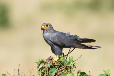 Faucon ardois, Gray Kestrel