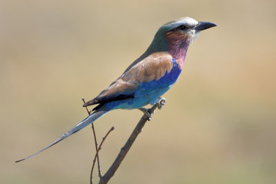 Rollier  longs brins - Lilac-breasted Roller
