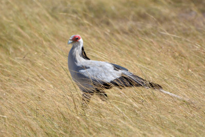 Messager sagitaire - Secretary-bird