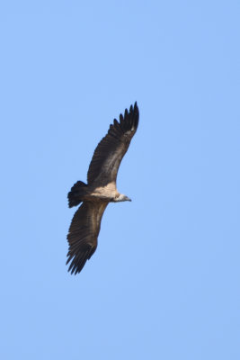 Vautour africain - White-backed Vulture