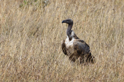 Vautour africain - White-backed Vulture