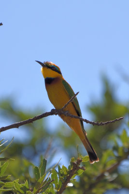 Gupier nain - Little Bee-eater