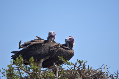 Vautour orico - Lappet-faced Vulture