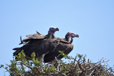 Vautour orico - Lappet-faced Vulture