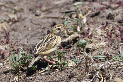 Cisticole brune - Pectoral-patch Cisticola