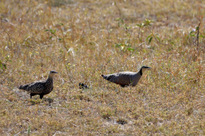 Ganga à gorge jaune - Yellow-throated Sandgrouse