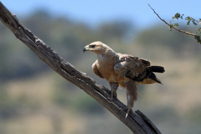 Aigle ravisseur - Tawny Eagle