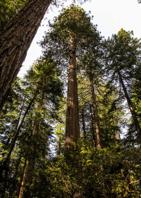Redwood – California (2006 & 2017) 