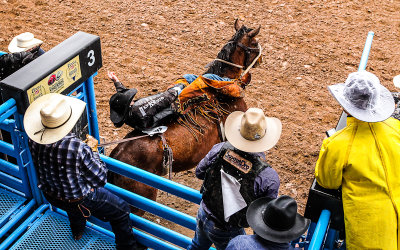 Bronc Rider Steve Dent bolts out of the chute on 770 Rapid Rewards