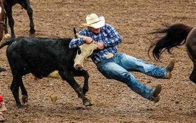 Steer Wrestler grasps the steers horns