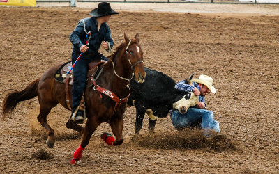 Steer Wrestler digs in his heels to bring the steer to the ground