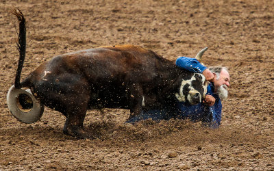 Steer Wrestler works to turn the steer