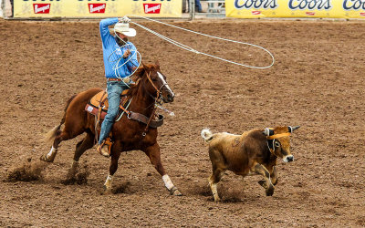 Header attempts to rope a steer in the Team Roping competition