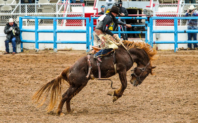 Horse bucks its rider in the Saddle Bronc Riding competition