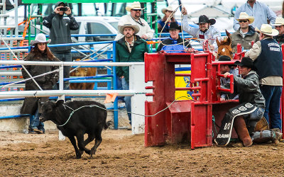 Calf bolts from the chute in the Tie-Down Roping competition