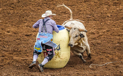 Crankenstien chases a rodeo clown around a barrel